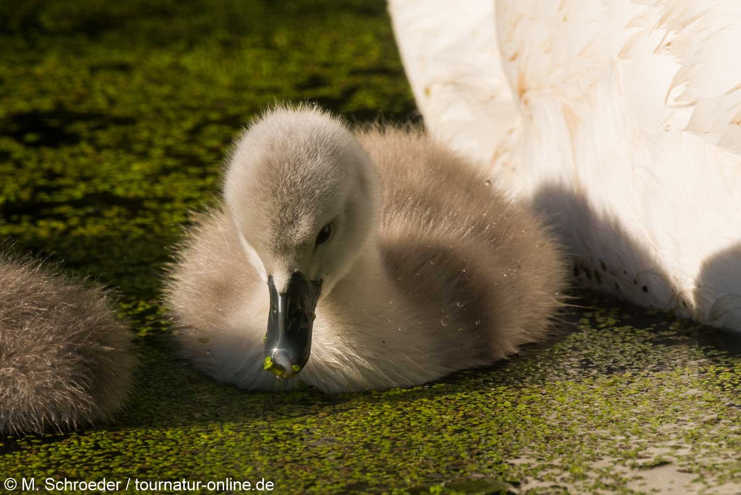 Höckerschwan - mute swan (Cygnus olor) 