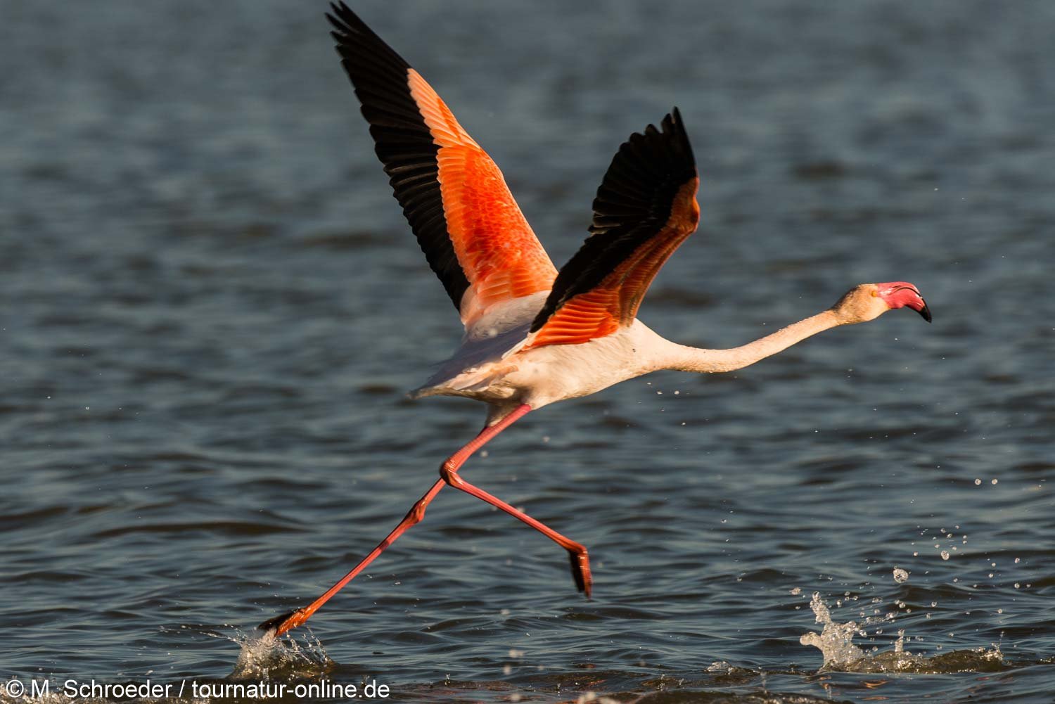 Rosaflamingo - greater flamingo (Phoenicopterus roseus)