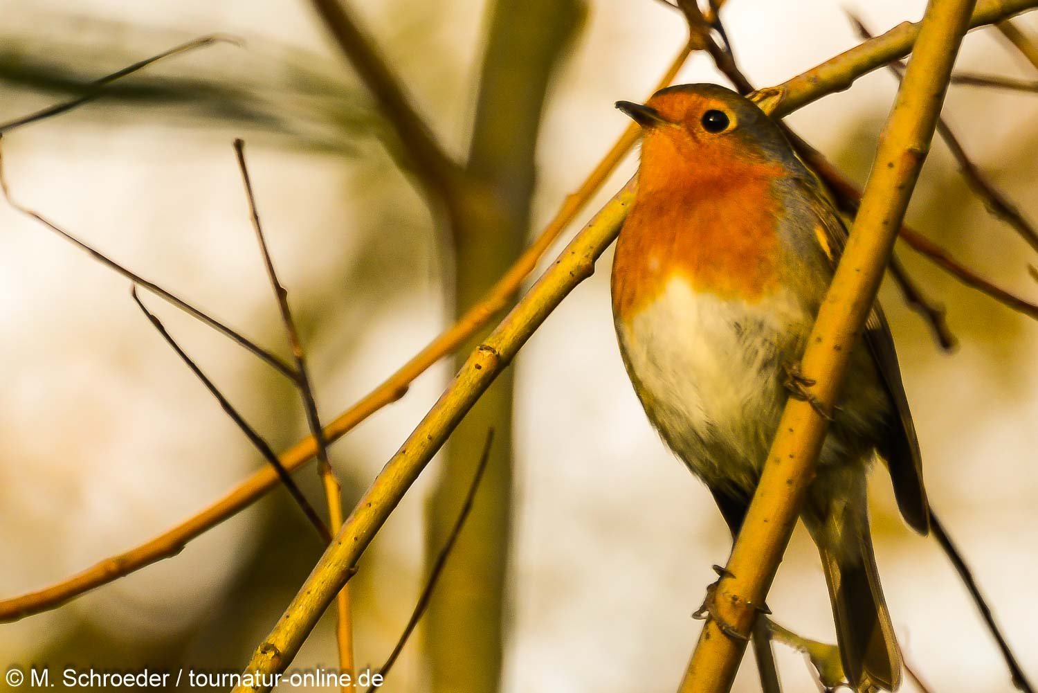 Rotkehlchen - European robin (Erithacus rubecula)
