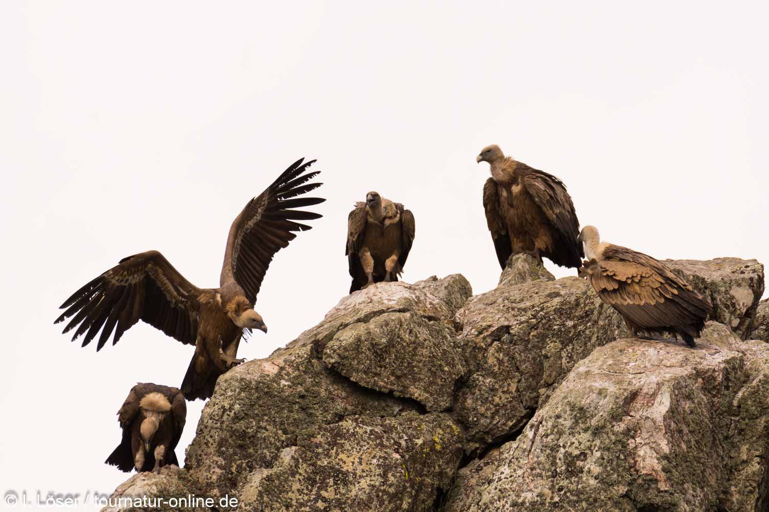 Gänsegeier in der Extremadura - griffon vulture (Gyps fulvus)