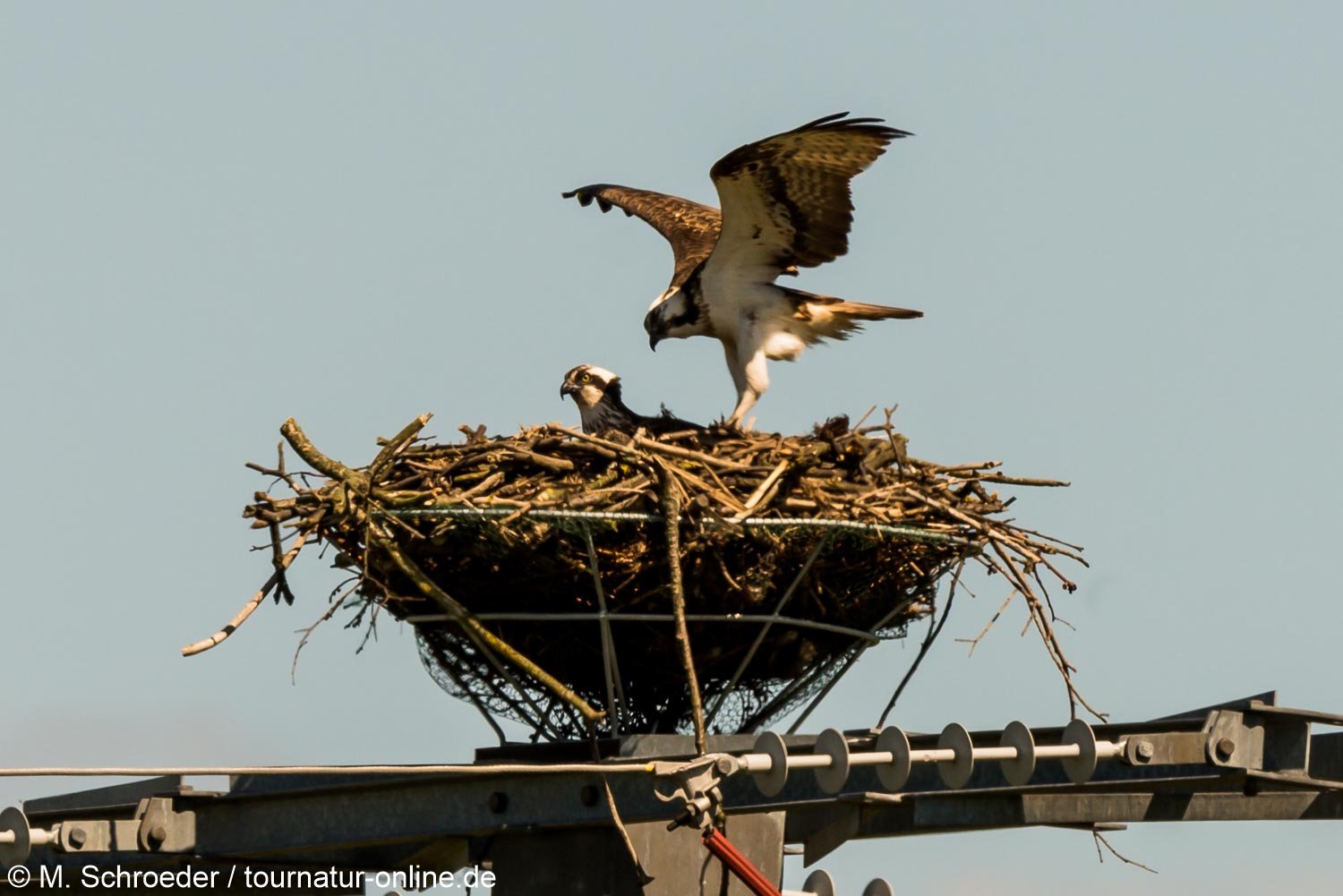 Fischadler - osprey (Pandion haliaetus)