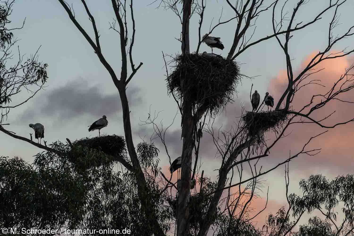 Weißstorch mit Nester- white stork (Ciconia ciconia) 
