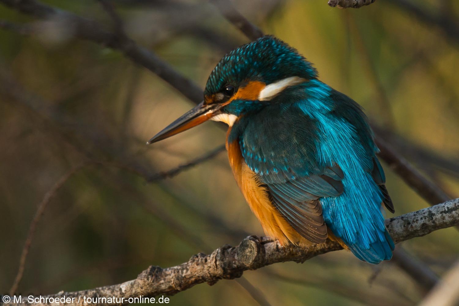 Eisvogel - Kingfisher (Alcedo atthis) im Ebro Delta