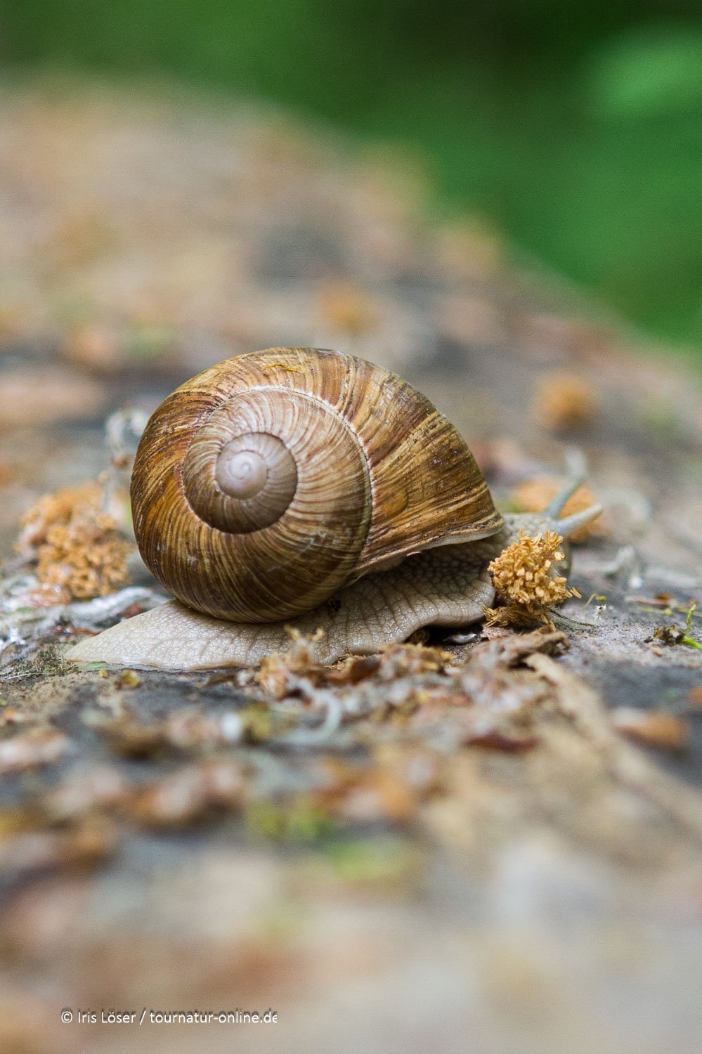 Weinbergschnecke