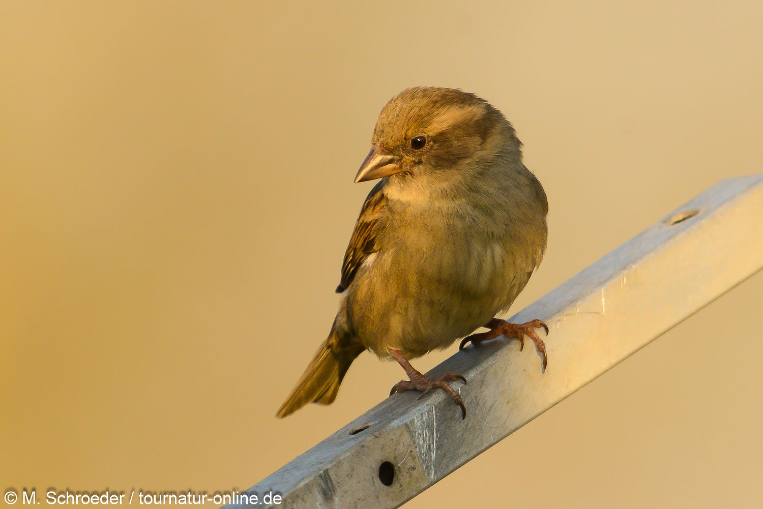 Haussperling - house sparrow (Passer domesticus) 