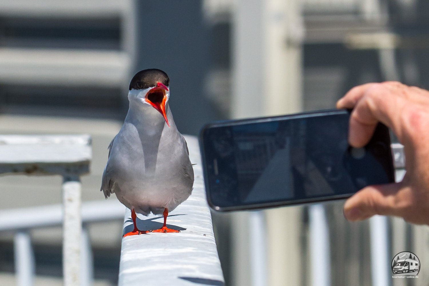 Schleswig-Holstein - Land zwischen den Meeren