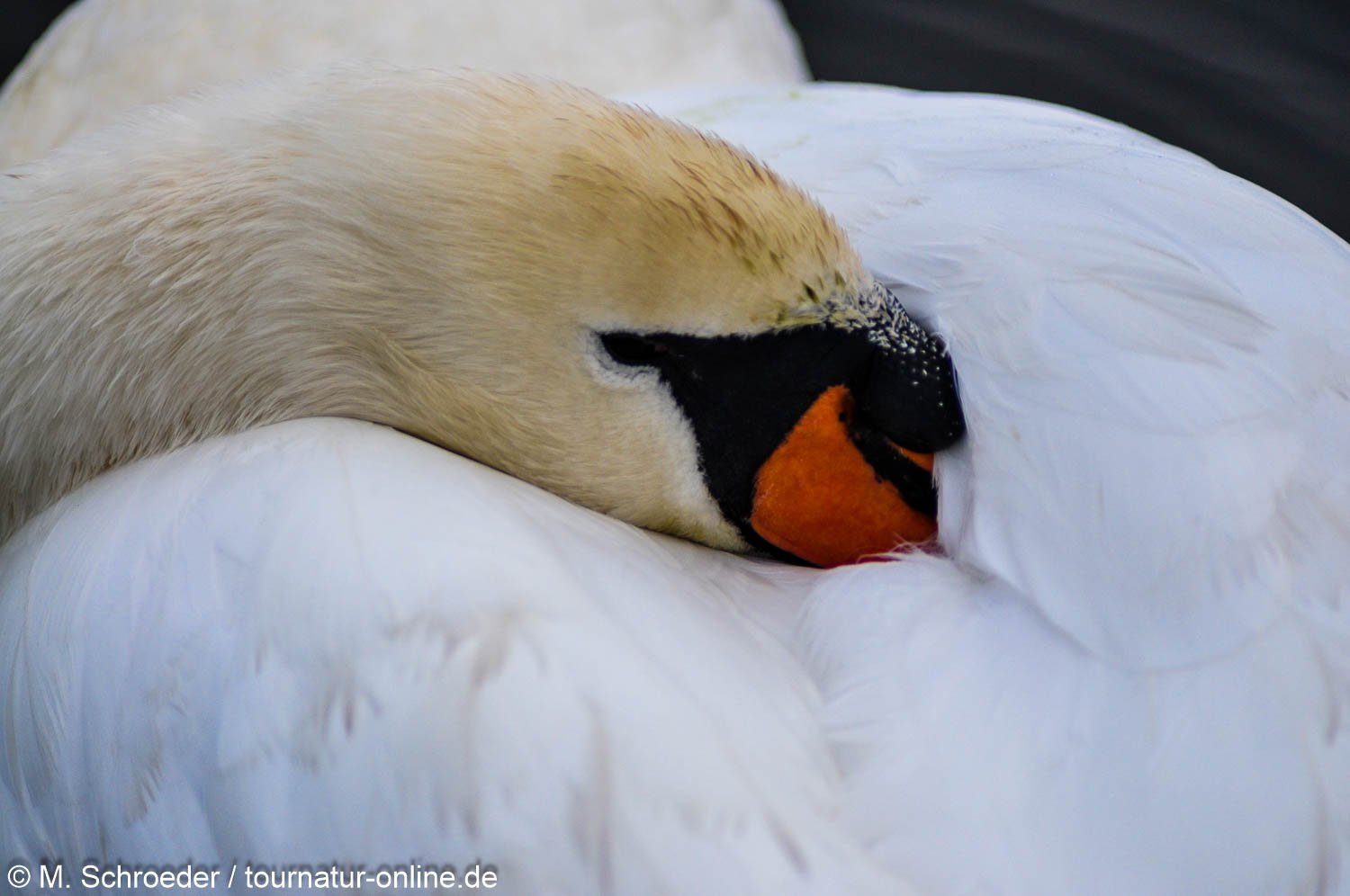 Höckerschwan - mute swan (Cygnus olor) 