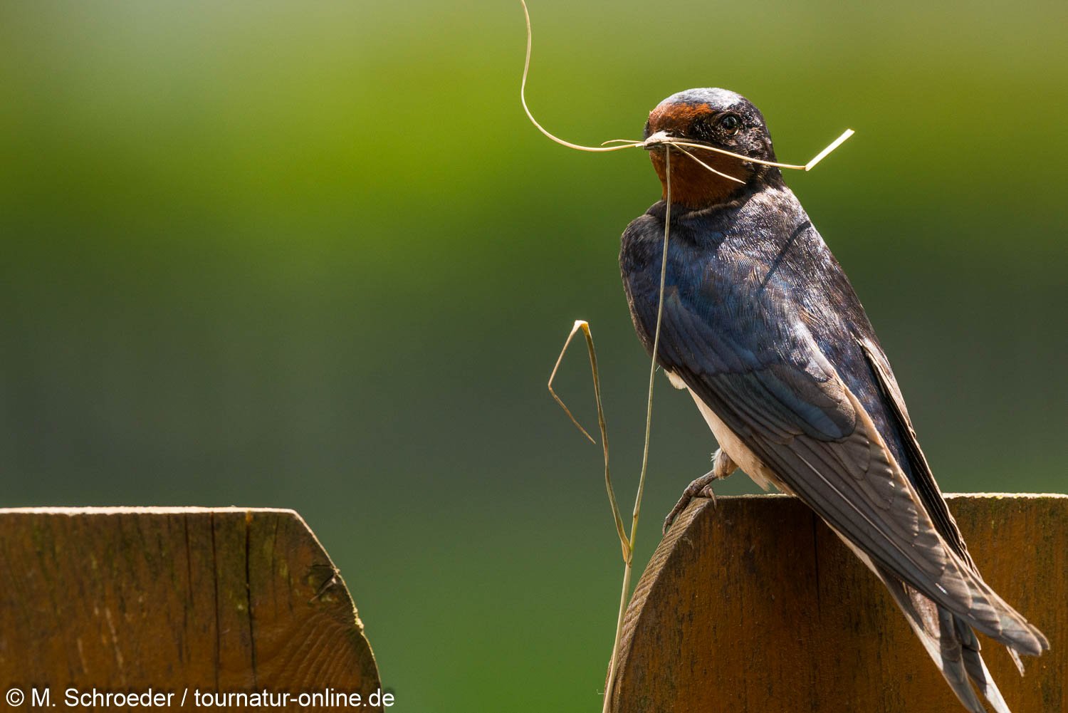 Rauchschwalbe - barn swallow (Hirundo rustica)