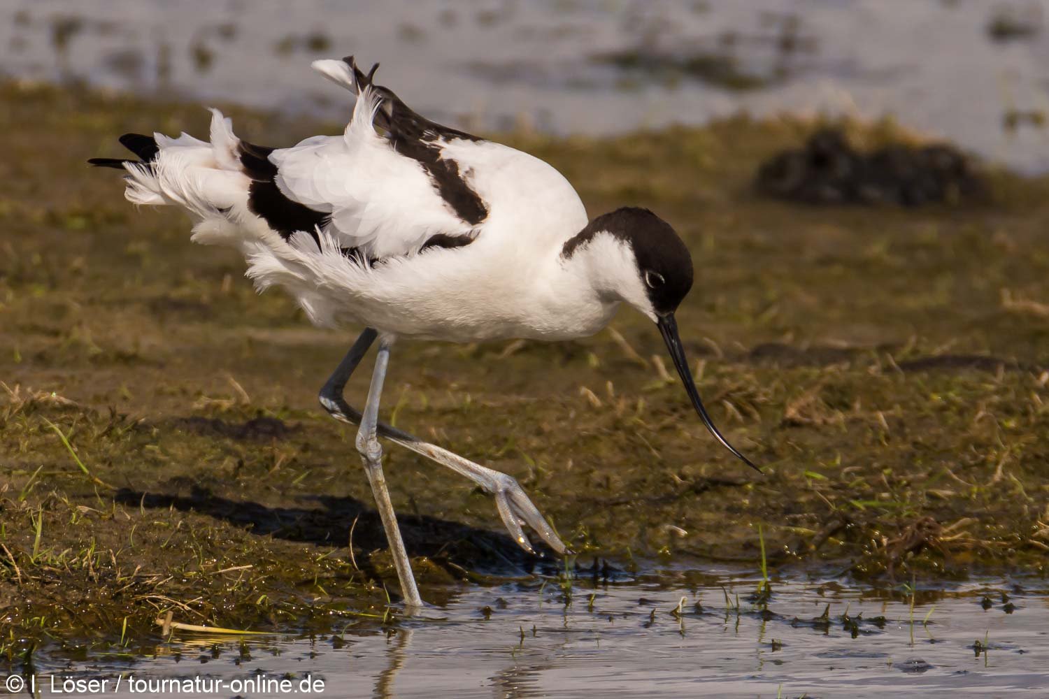 Säbelschnäbler - pied avocet (Recurvirostra avosetta)
