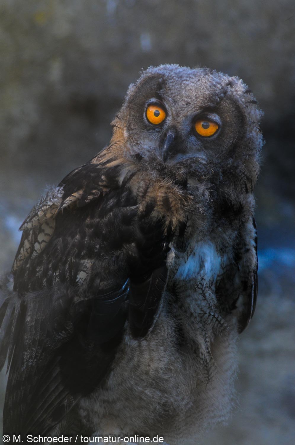junger Uhu - Eurasian eagle-owl (Bubo bubo)