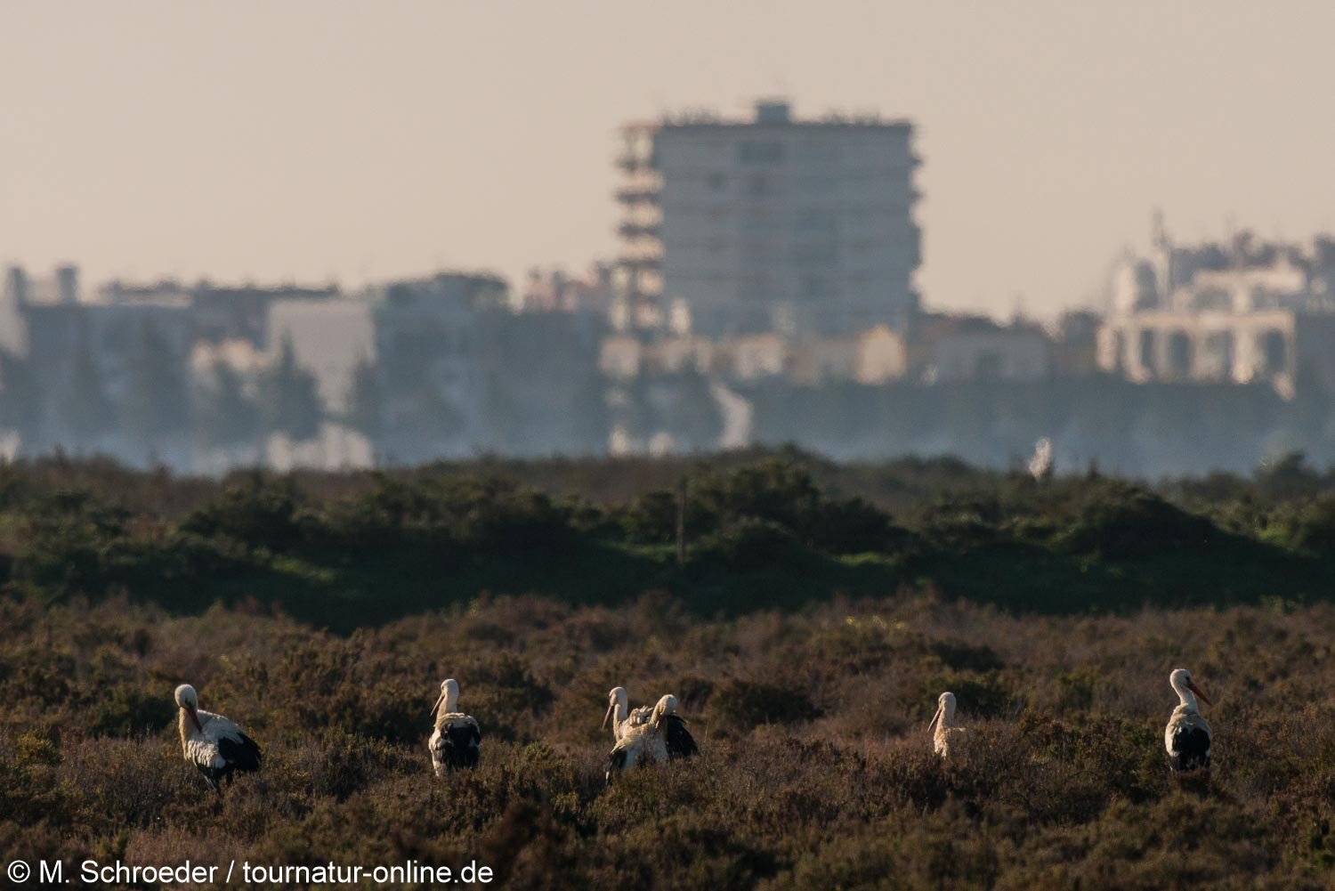 Weißstorch - white stork (Ciconia ciconia) 