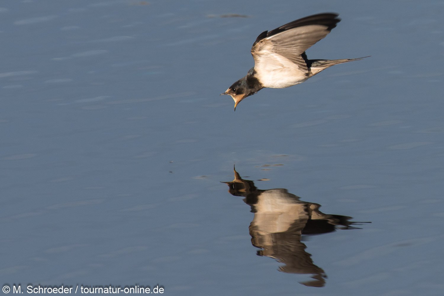 Rauchschwalbe - barn swallow (Hirundo rustica)