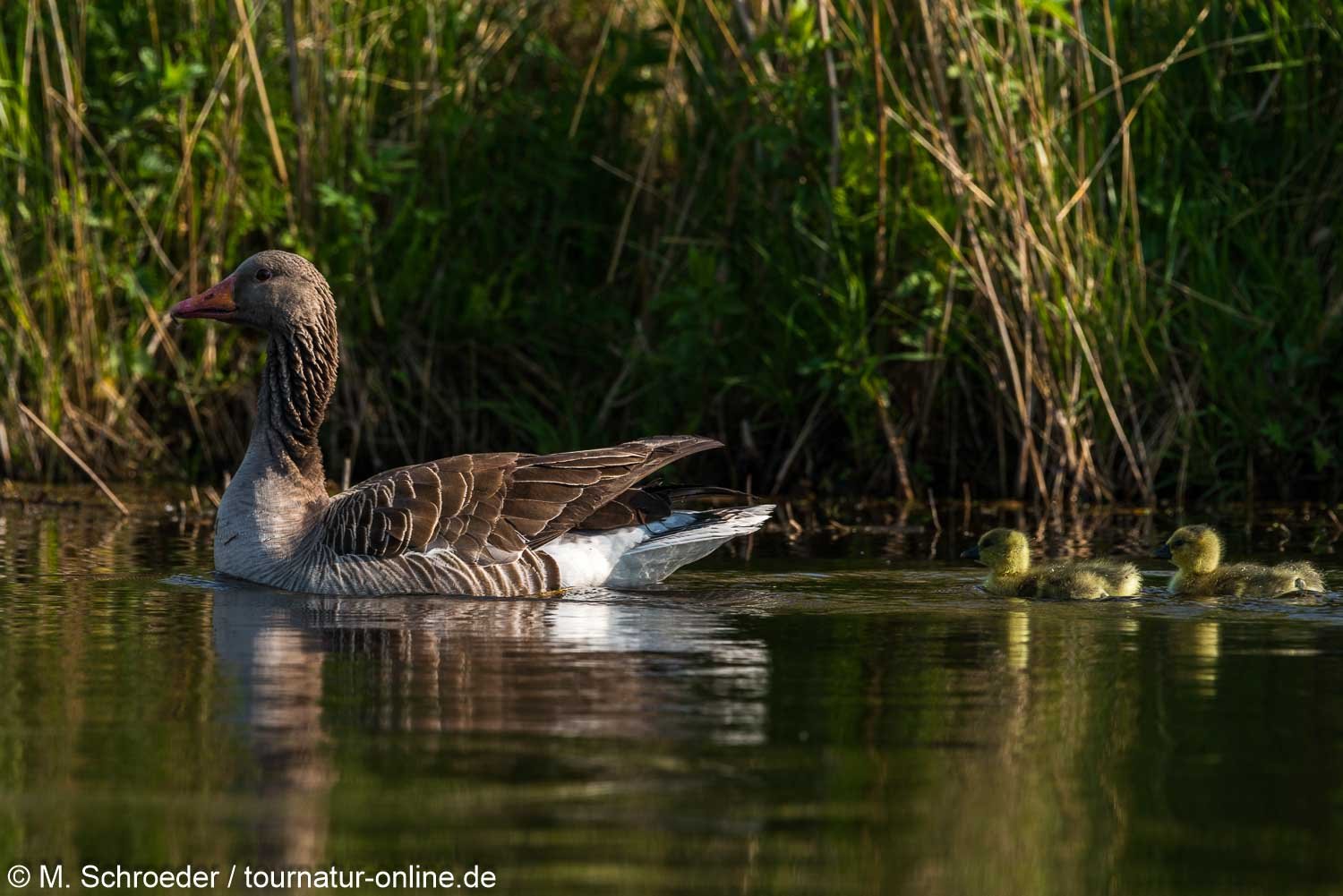 Graugans - greylag goose (Anser anser) 