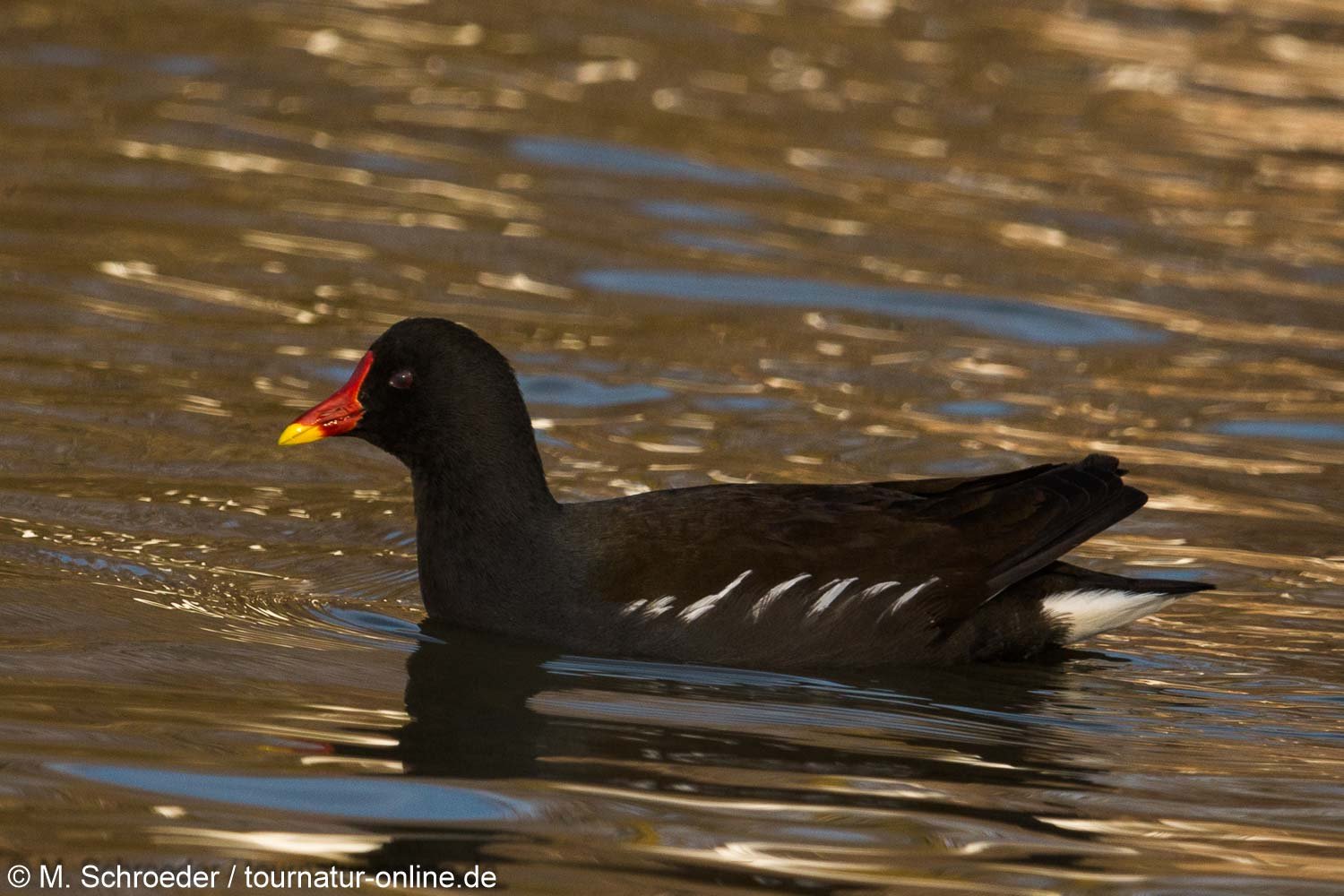 Teichralle - common moorhen (Gallinula chloropus)