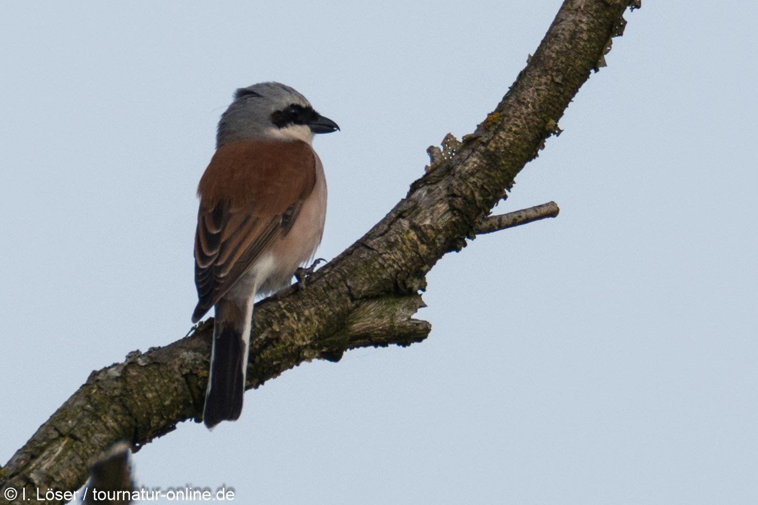 Neuntöter / red-backed shrike (Lanius collurio)