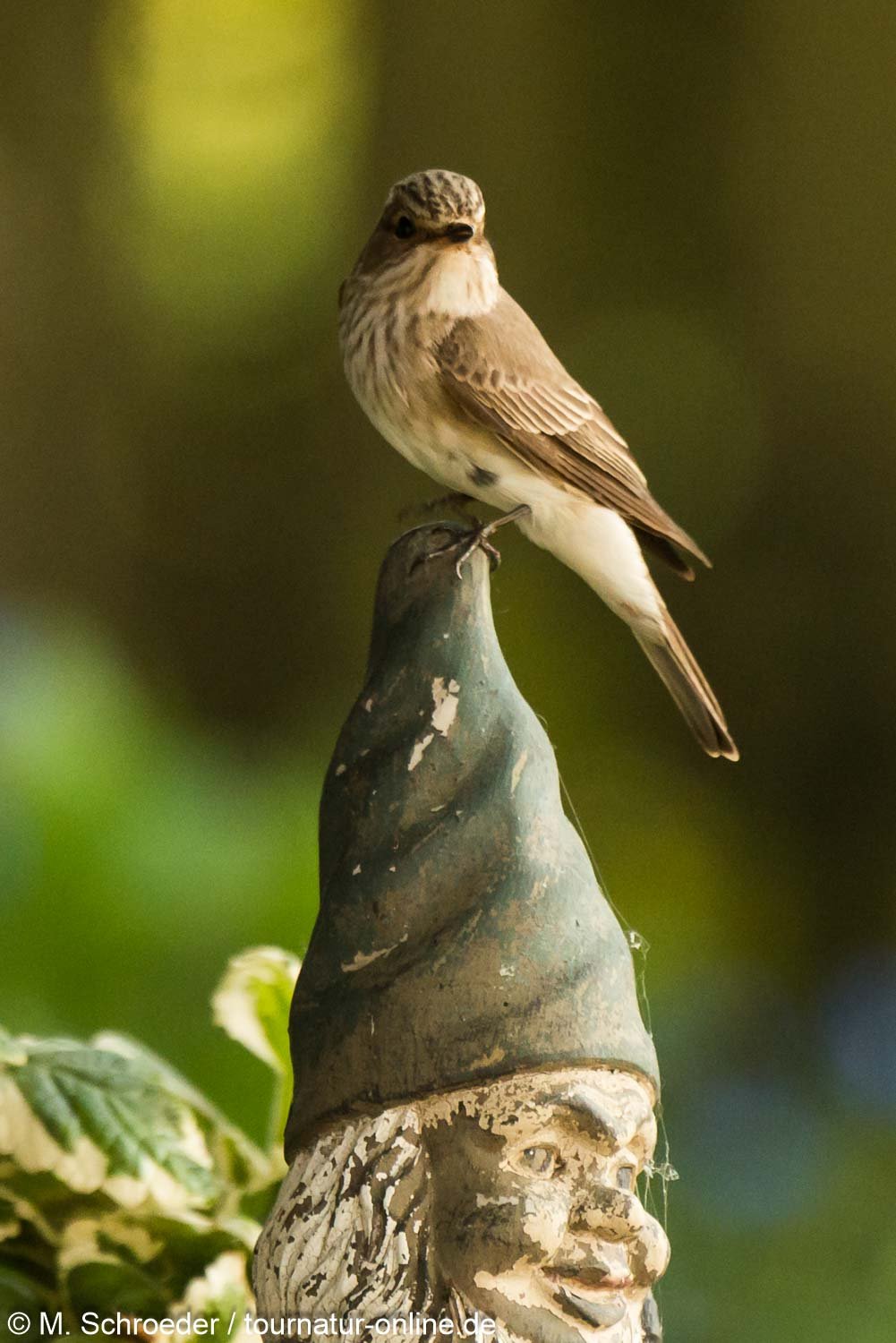 Grauschnäpper - spotted flycatcher (Muscicapa striata)