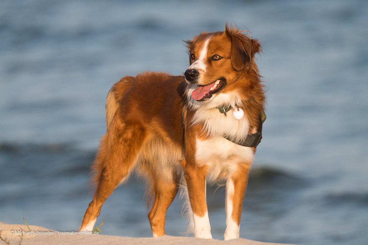 Der Österreichischer Pinscher: Rassemerkmale und Eigenschaften