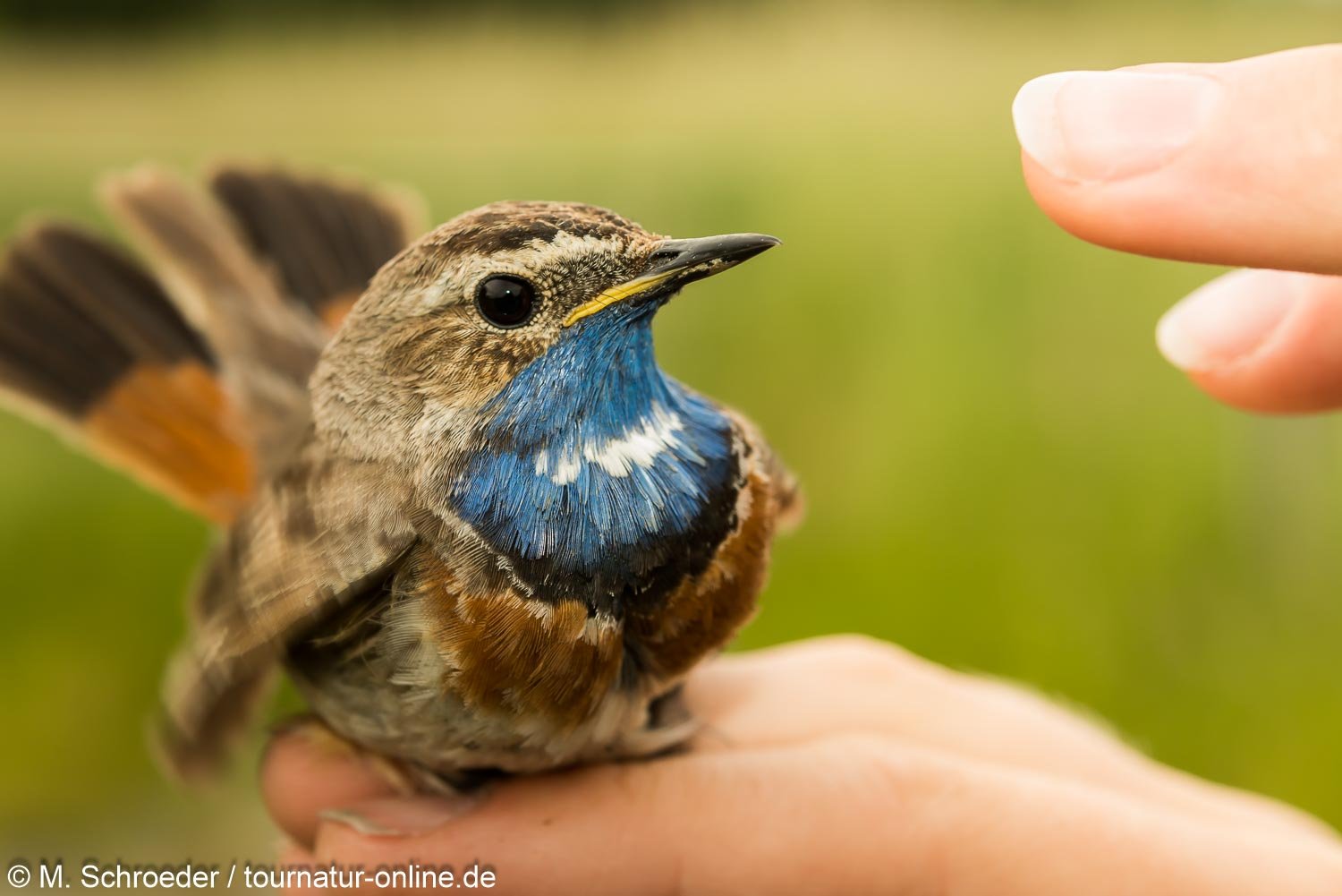 Blaukehlchen - bluethroat (Luscinia svecica)