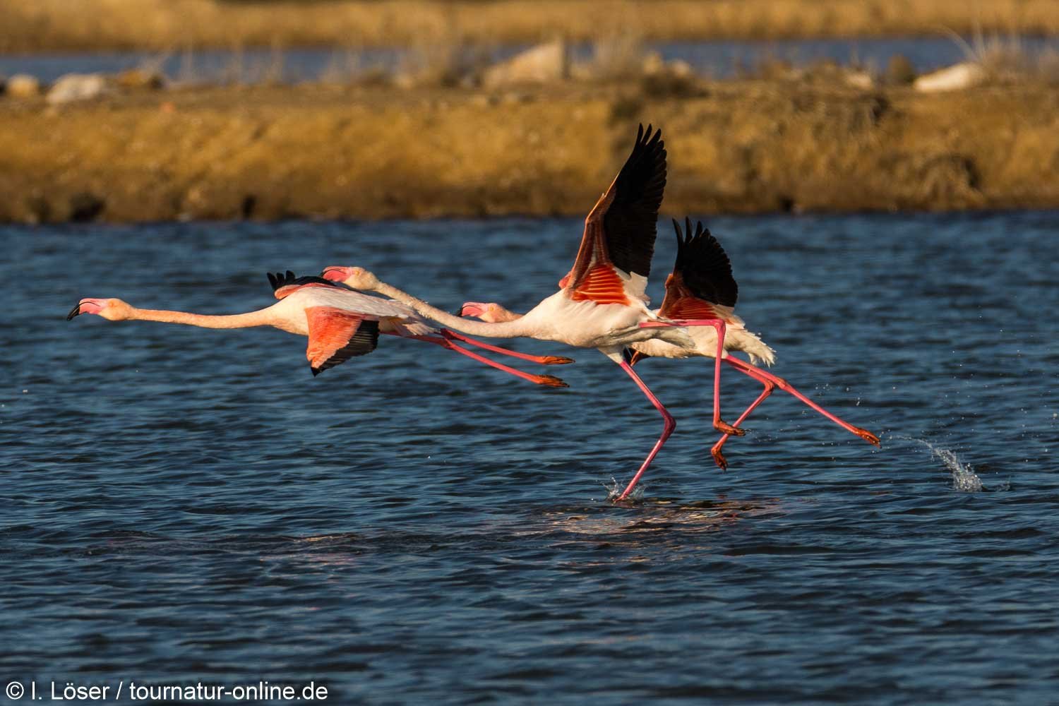 Rosaflamingo - greater flamingo (Phoenicopterus roseus)