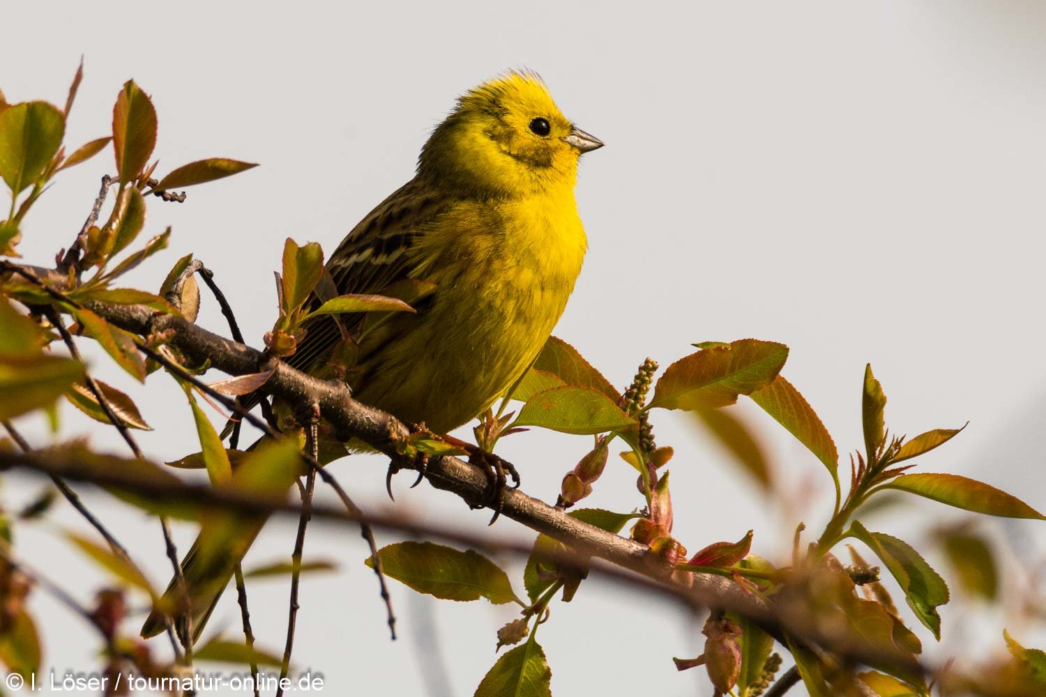 Goldammer - yellowhammer (Emberiza citrinella)