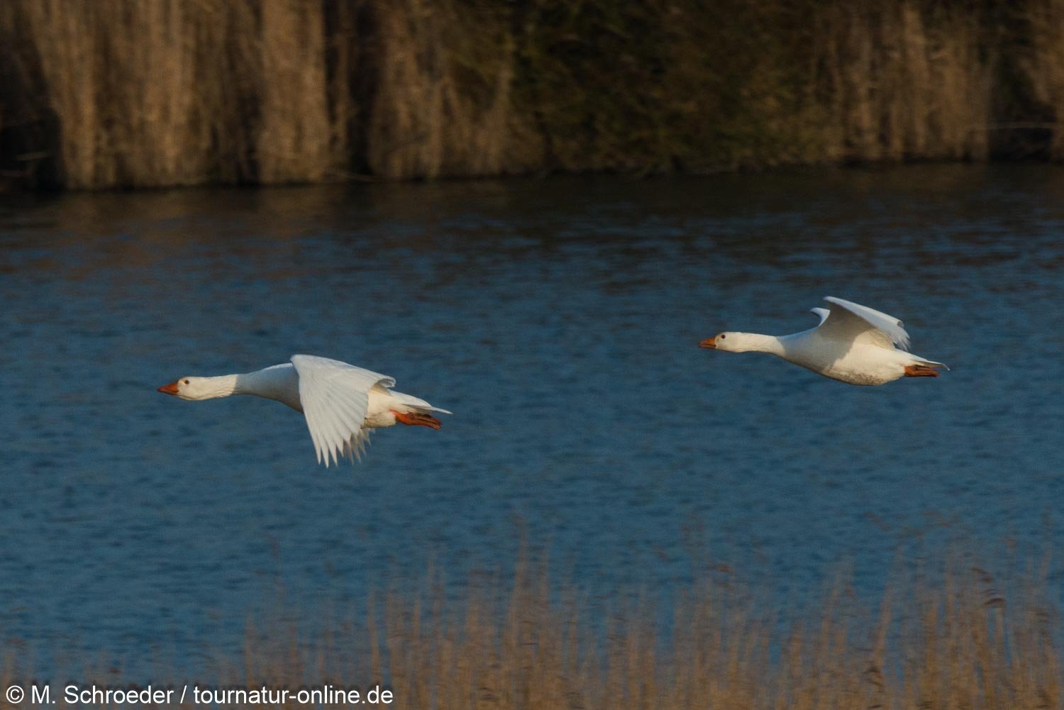 Hausgans - Domestic geese (Anser anser domesticus)