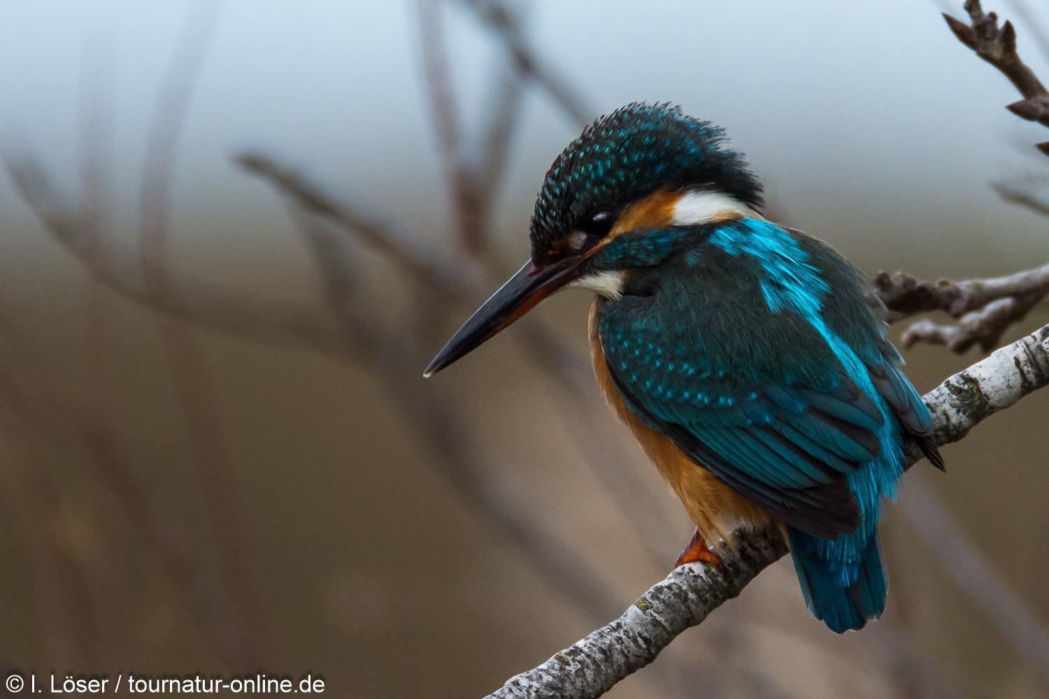 Eisvogel - Kingfisher (Alcedo atthis) im Ebro Delta