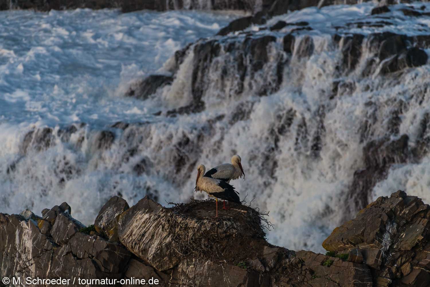 Weißstorch - white stork (Ciconia ciconia) torch - white stork (Ciconia ciconia) 