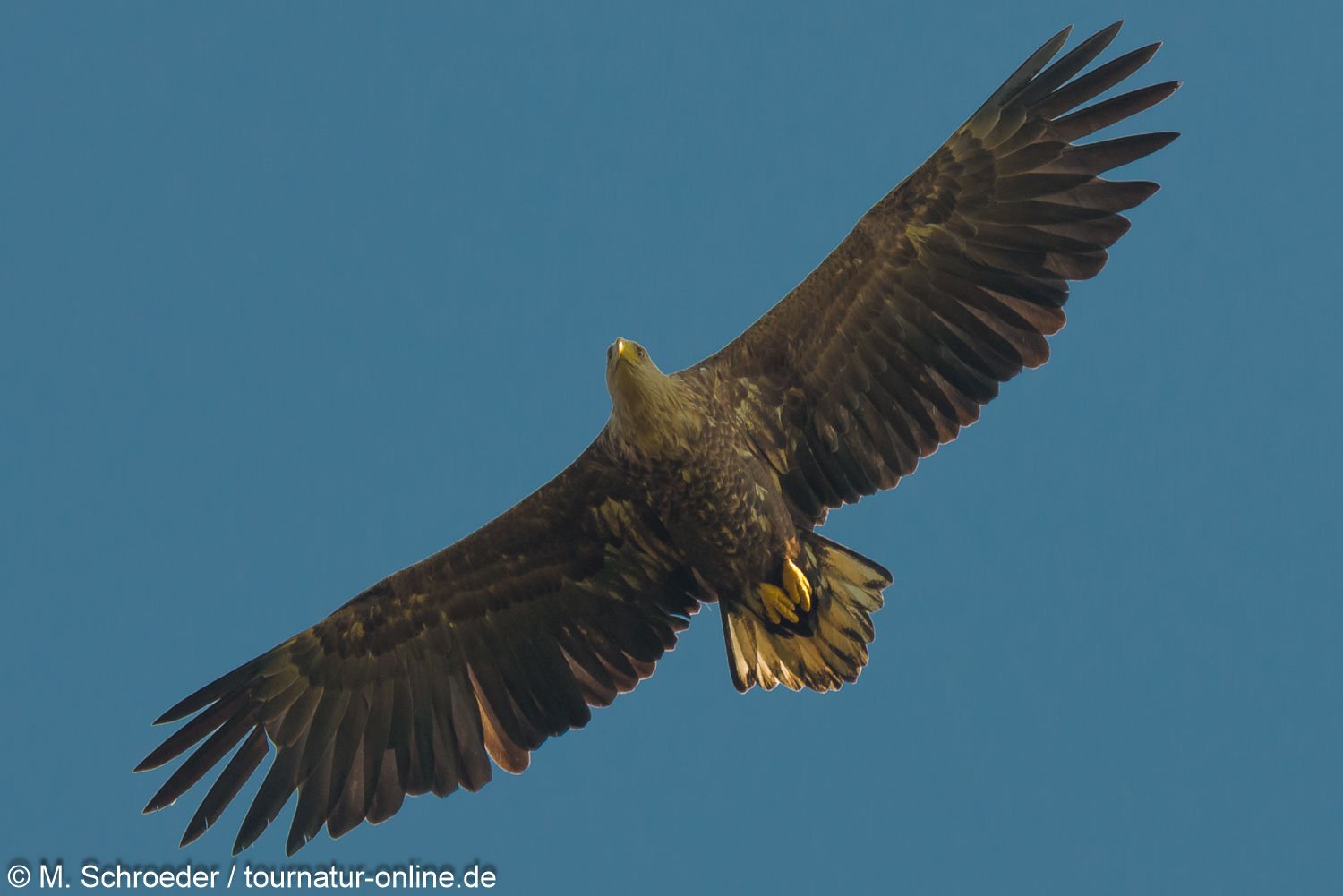 Seeadler - White-tailed eagle (Haliaeetus albicilla)