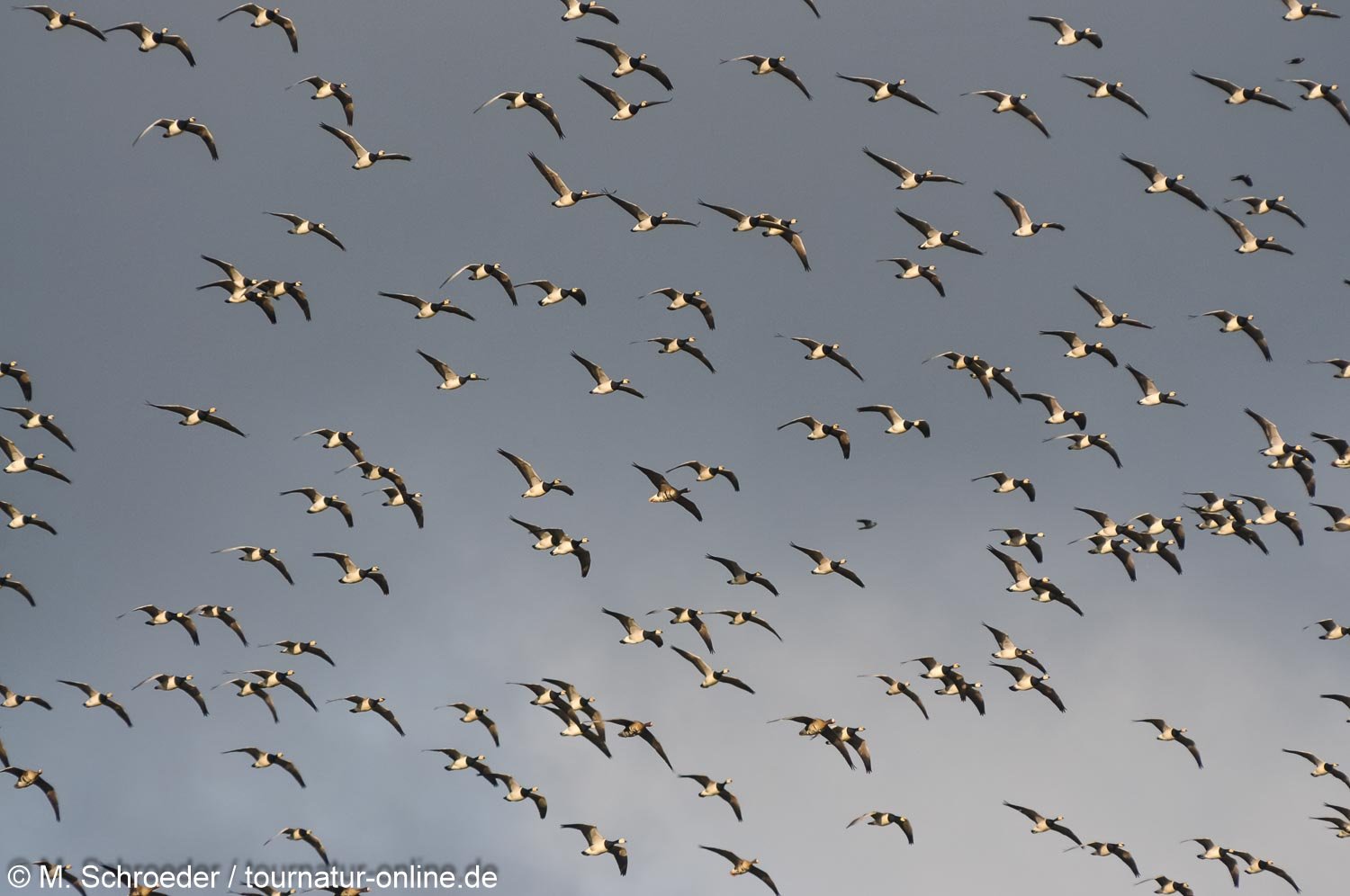 Weißwangengans - Nonnengans - barnacle goose (Branta leucopsis) 