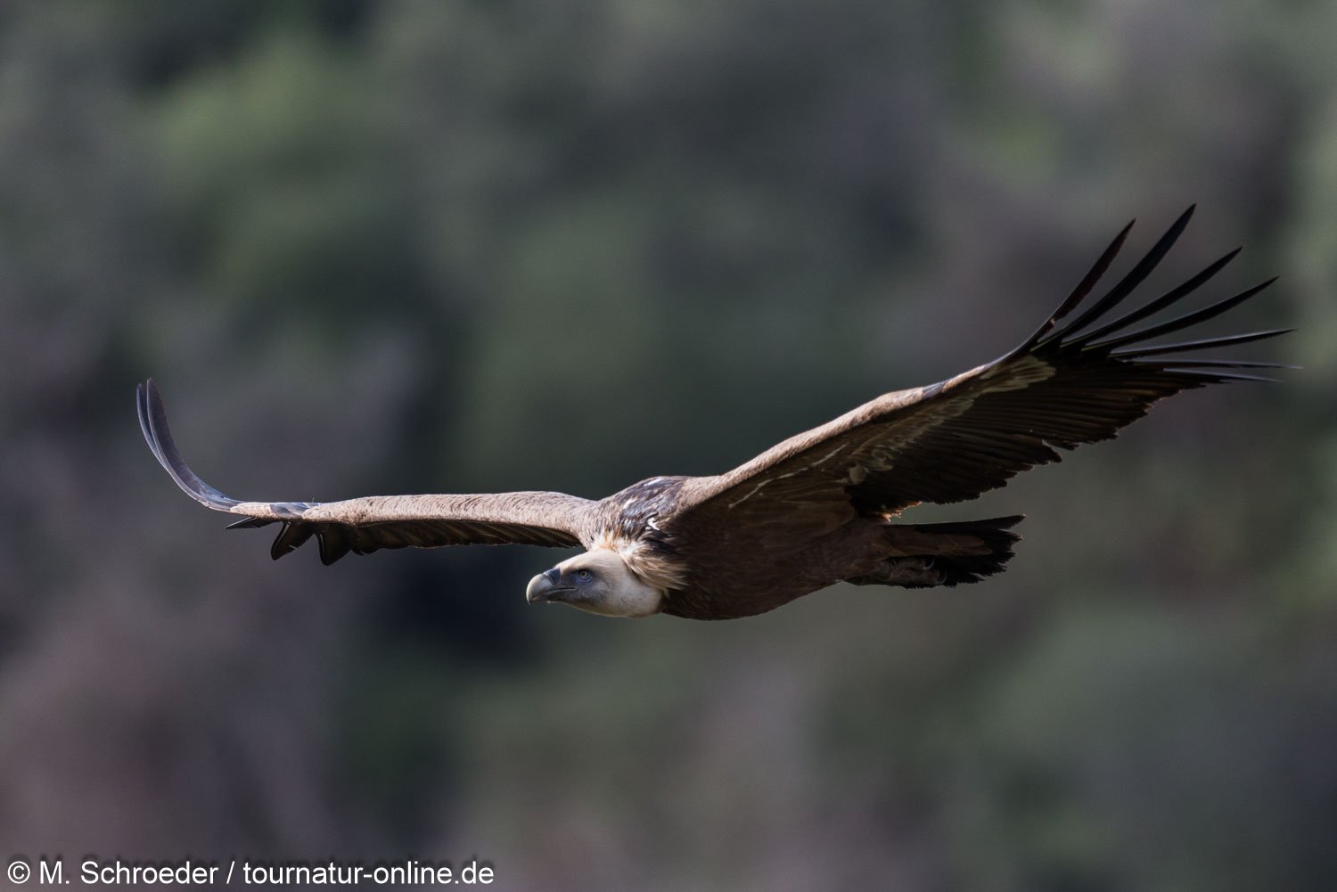 Gänsegeier in der Extremadura - griffon vulture (Gyps fulvus)