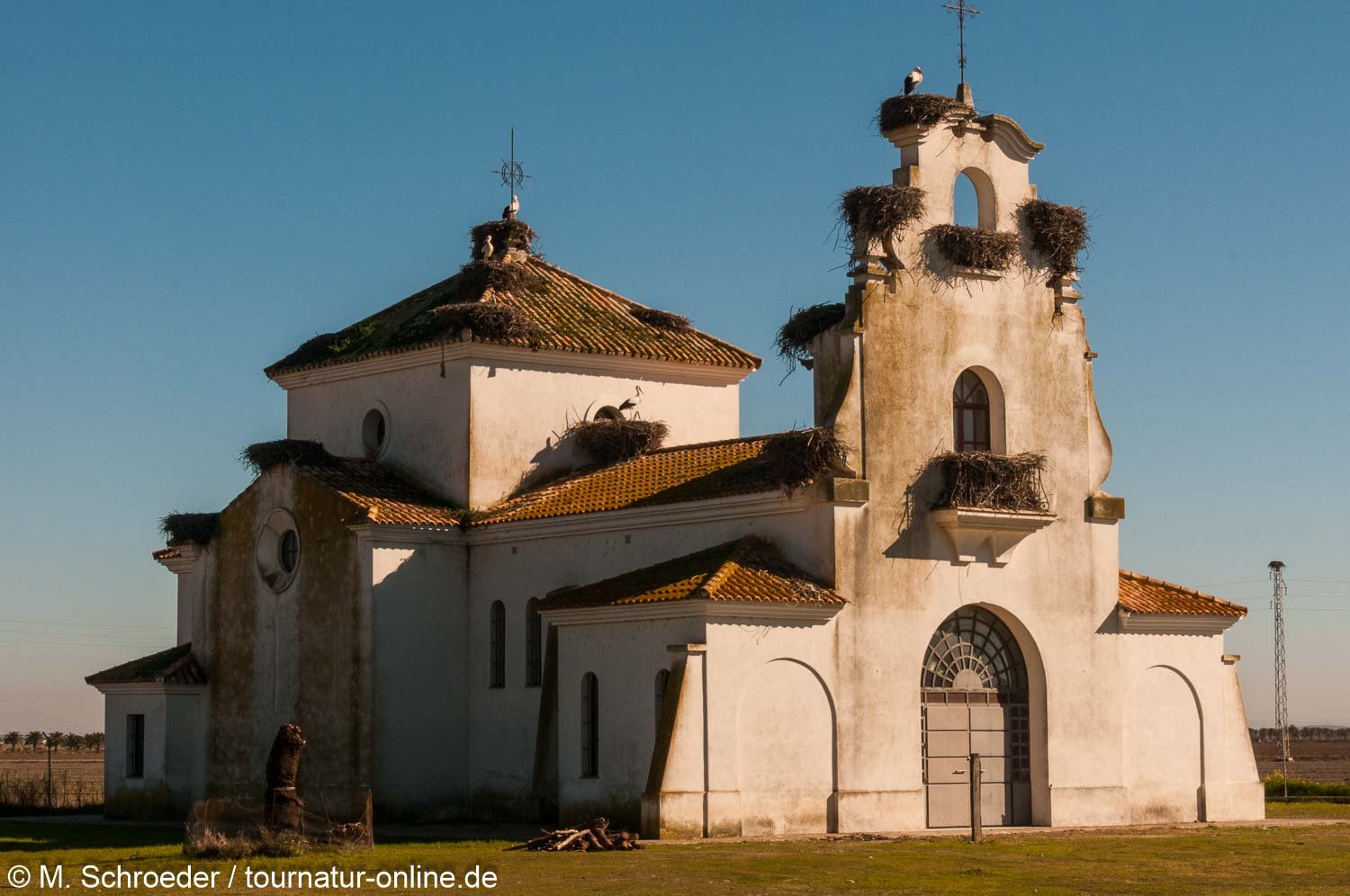 Weißstorch mit Nester - white stork (Ciconia ciconia) 