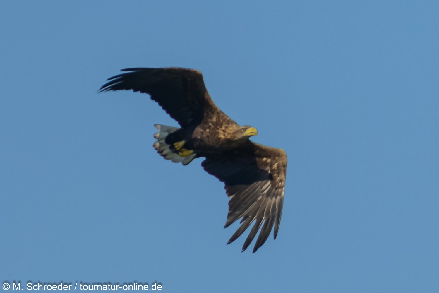 Seeadler - White-tailed eagle (Haliaeetus albicilla)