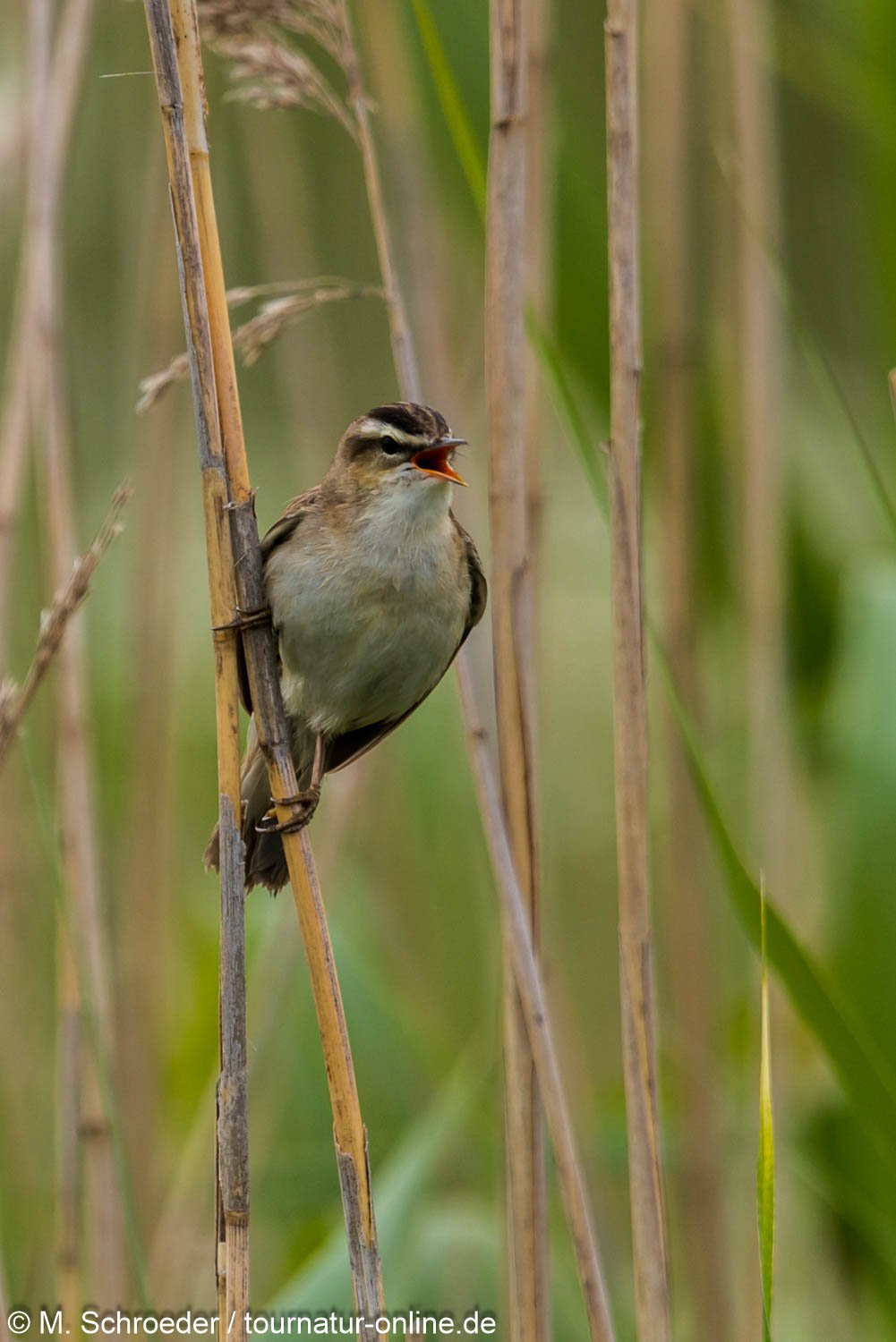 Schilfrohrsänger - (Acrocephalus schoenobaenus) 