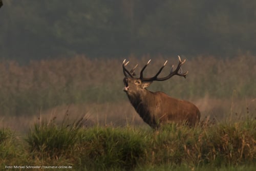 Hirschbrunft in Deutschland, wo sind Beobachtungsplätze, 