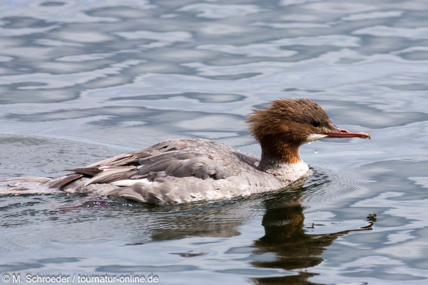 Gänsesäger - common merganser or goosander (Mergus merganser)