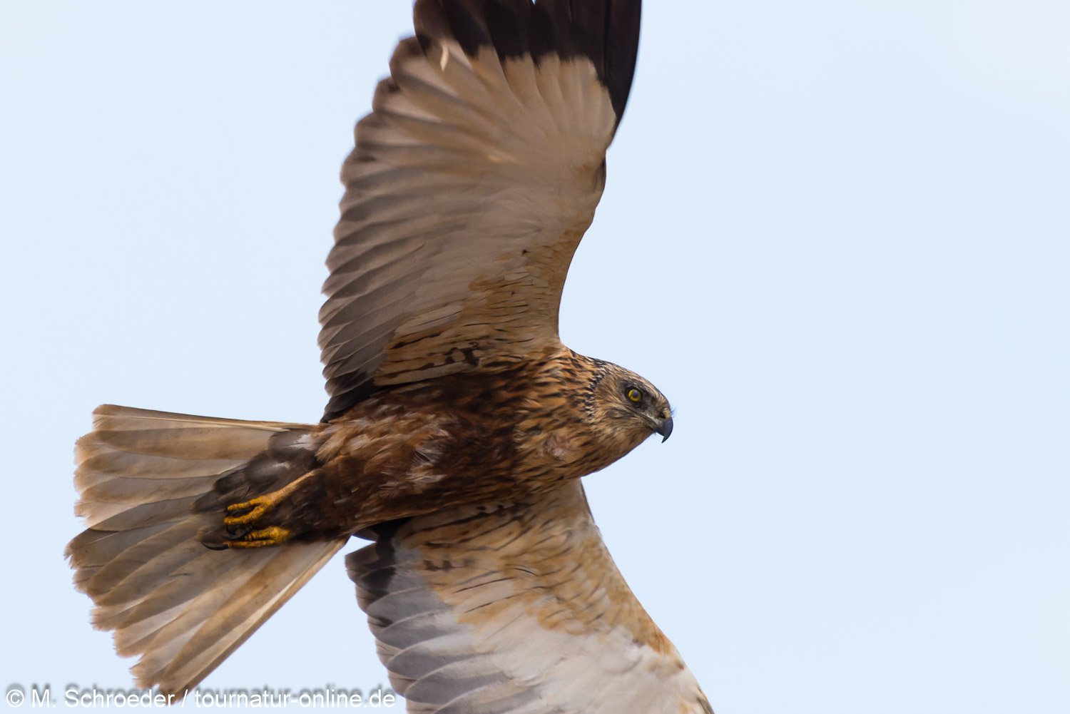 männliche Rohrweihe - western marsh harrier (Circus aeruginosus), male