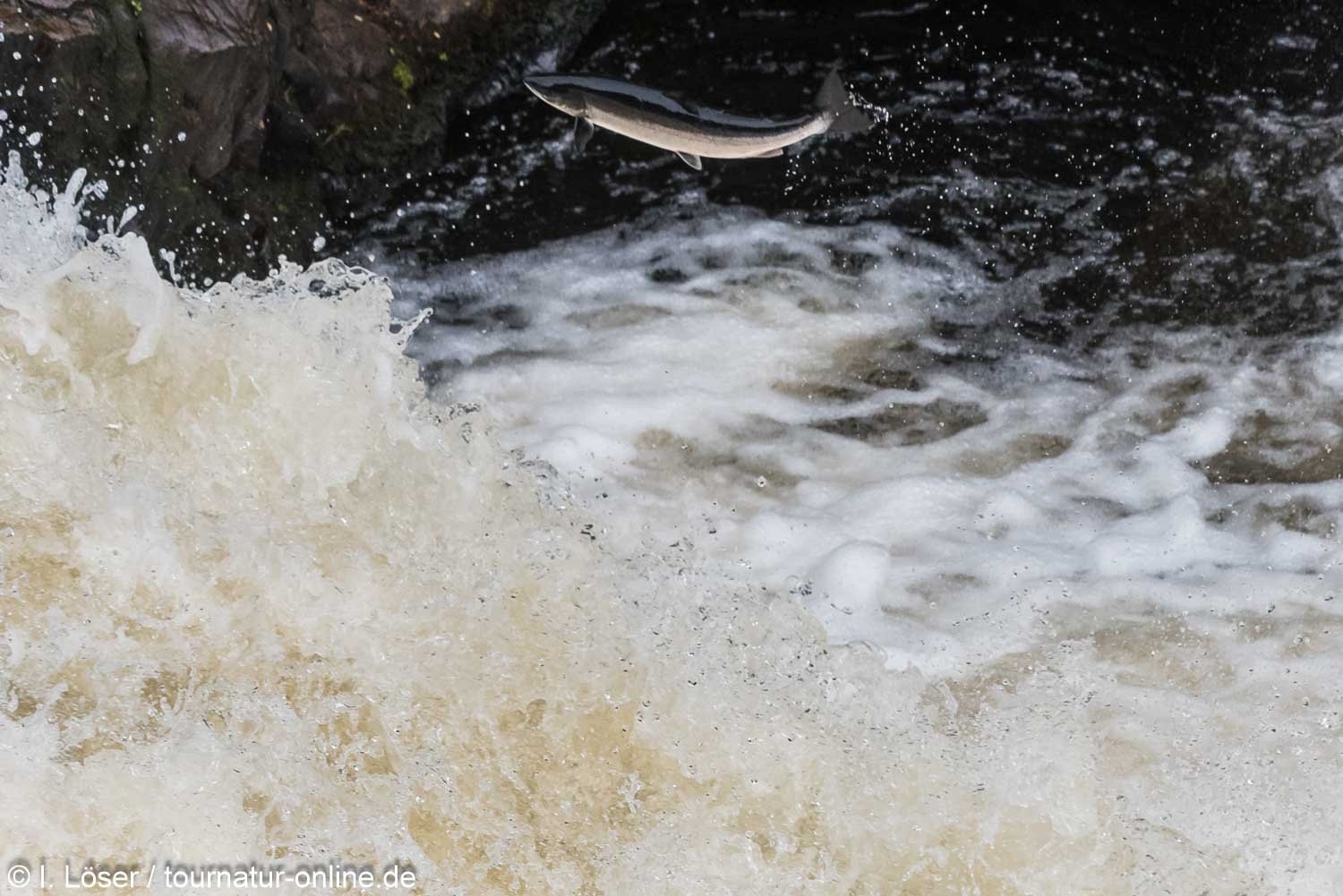 Die Schottischen Highlands - die Ostküste