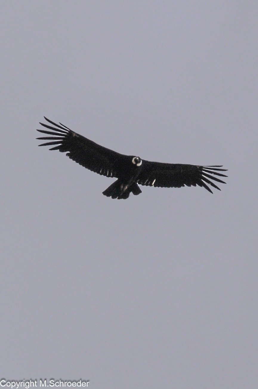 Condor in den Anden