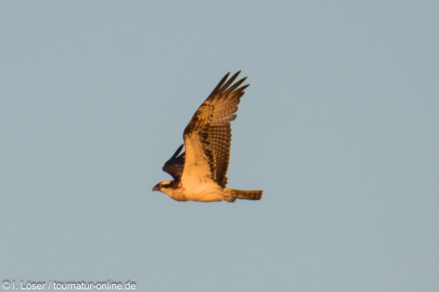 Fischadler - osprey (Pandion haliaetus)
