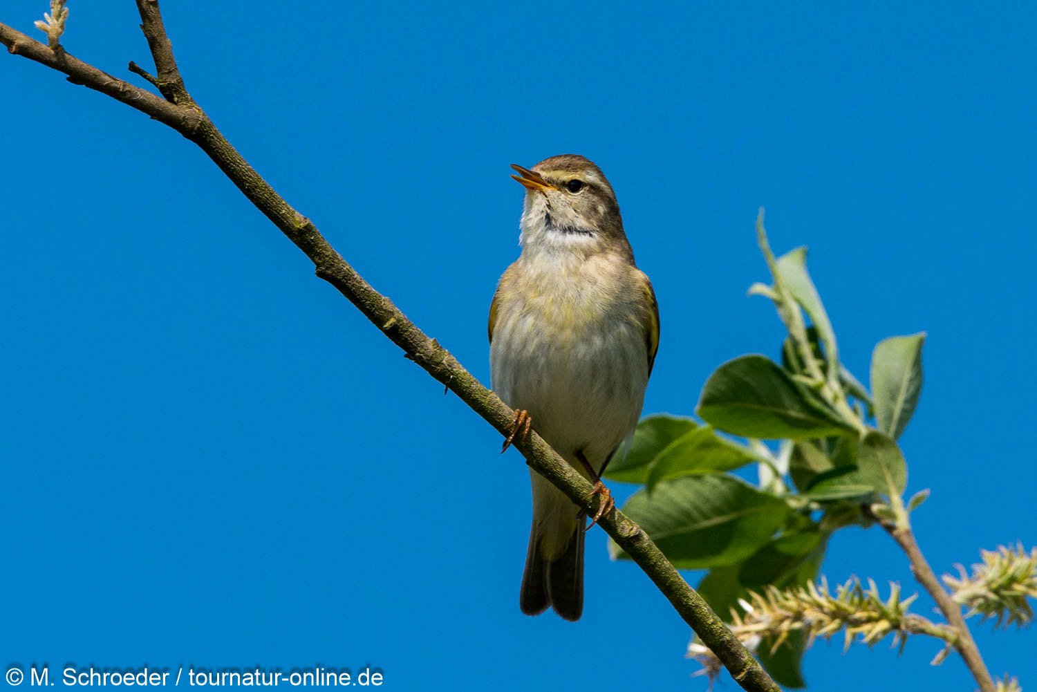 Fitislaubsänger - willow warbler (Phylloscopus trochilus)