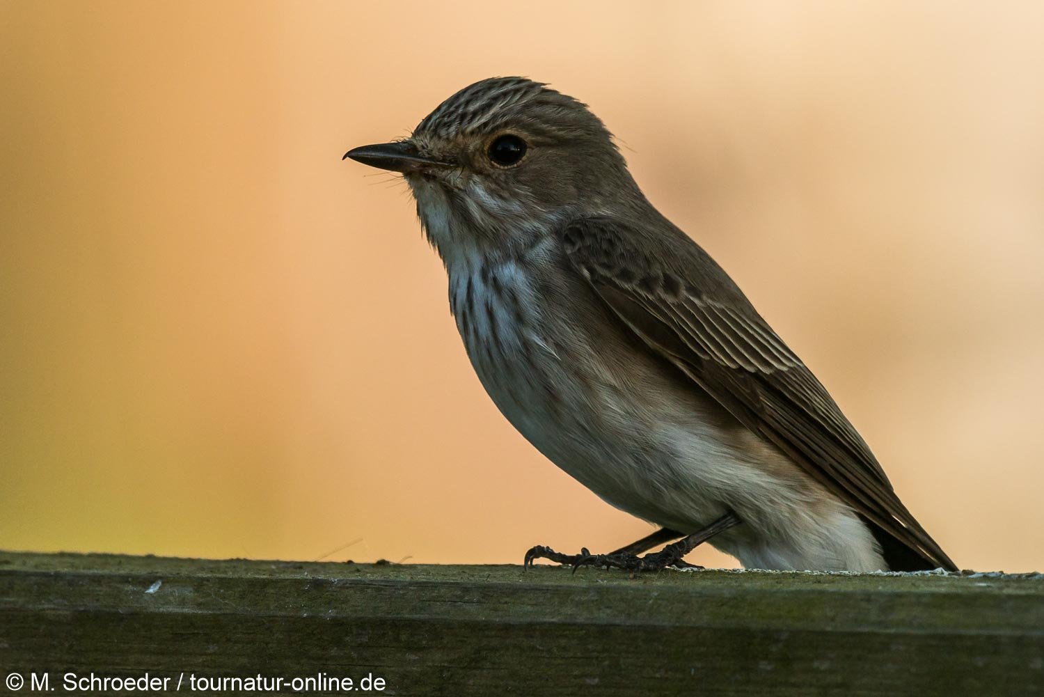 Grauschnäpper - spotted flycatcher (Muscicapa striata)