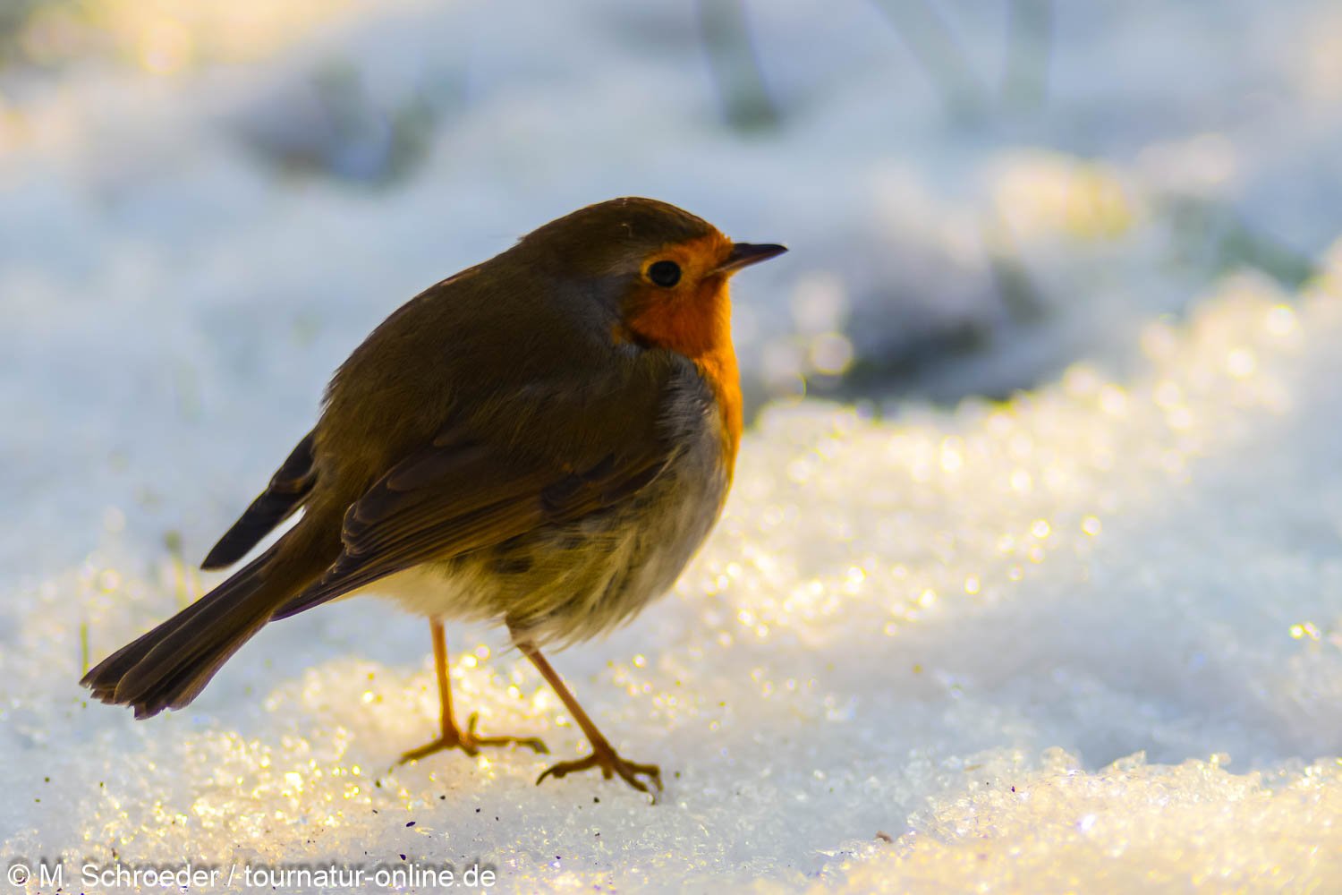 Rotkehlchen - European robin (Erithacus rubecula)
