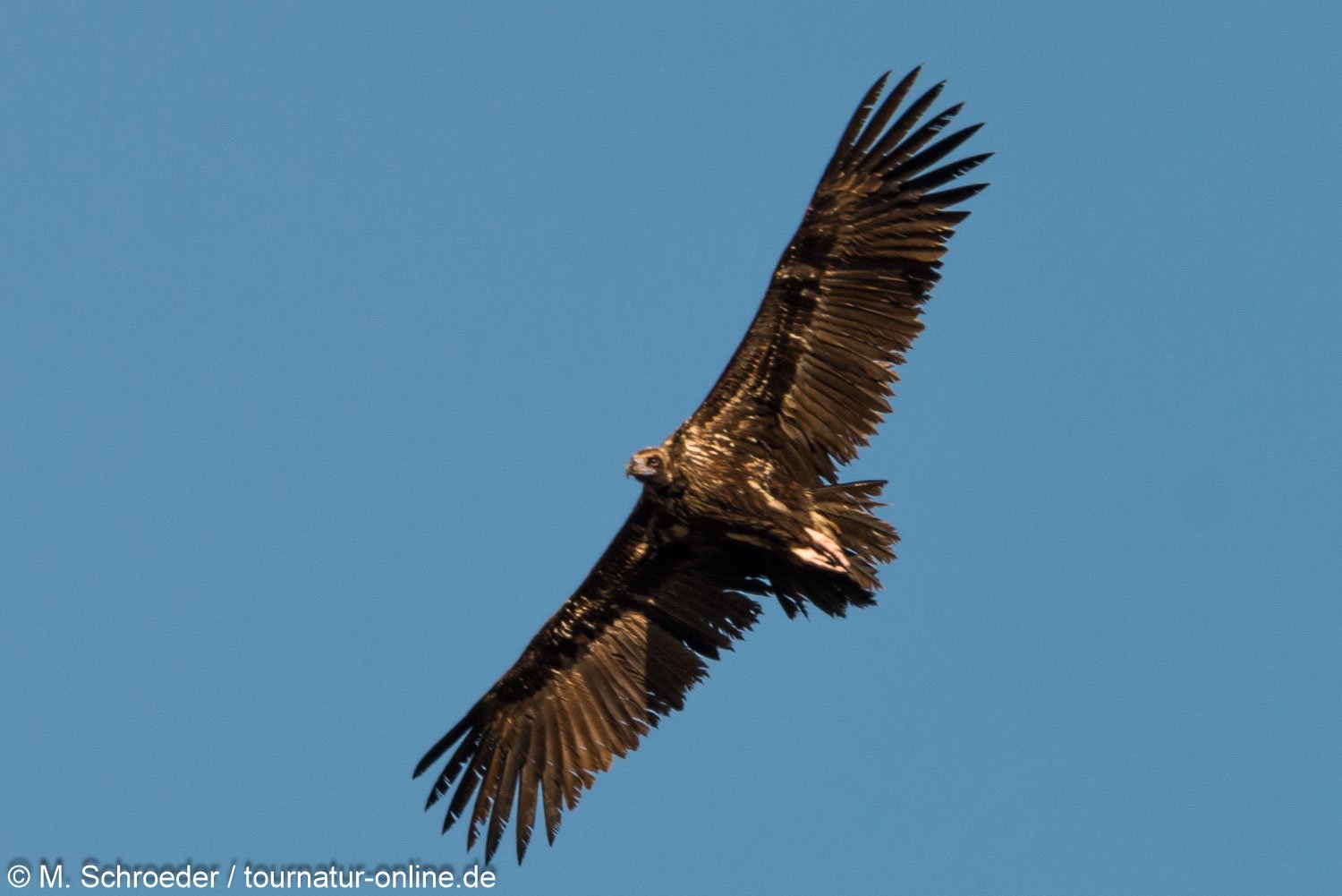 Mönchsgeier - cinereous vulture (Aegypius monachus)