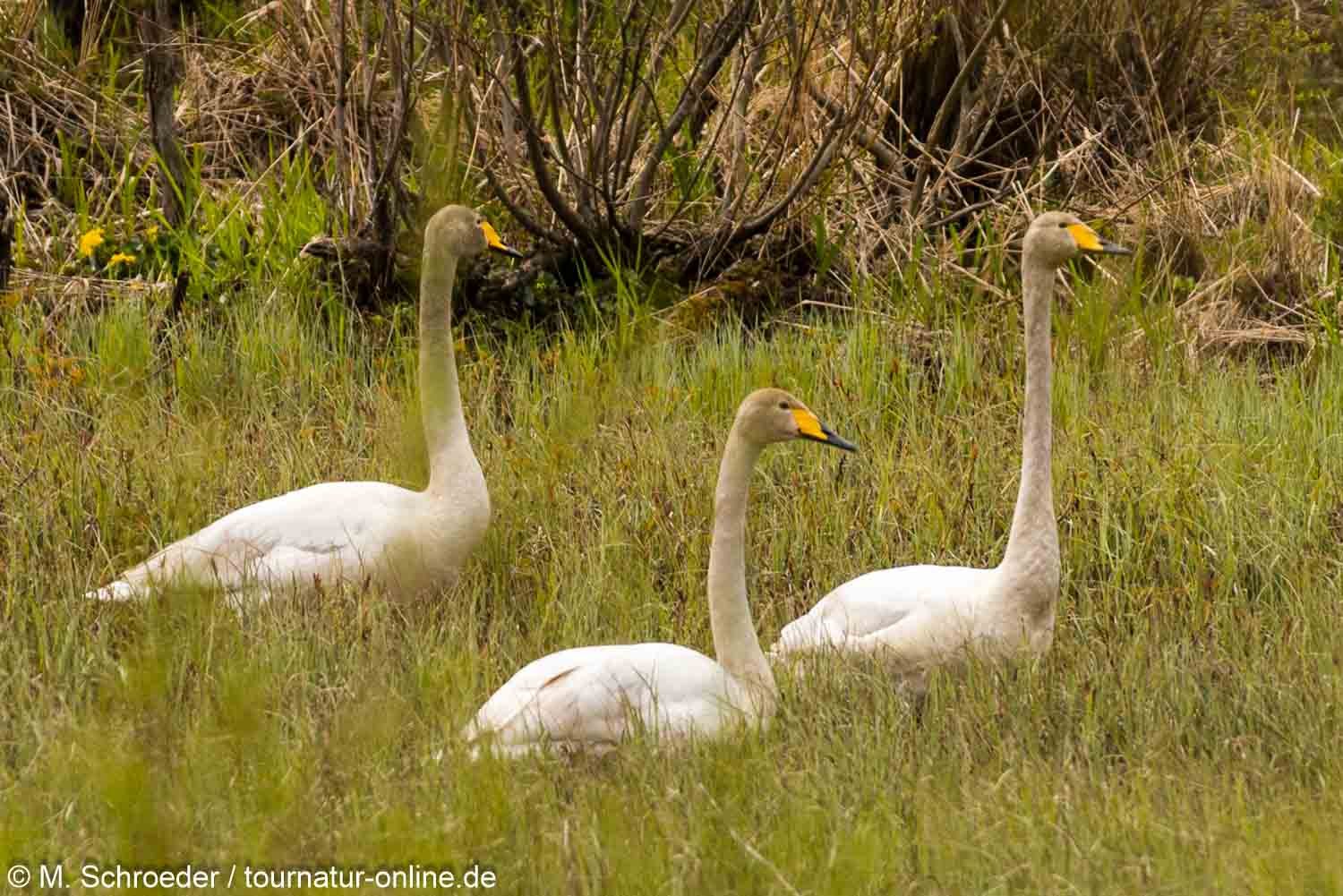 Singschwan - Whooper Swan (Cygnus)