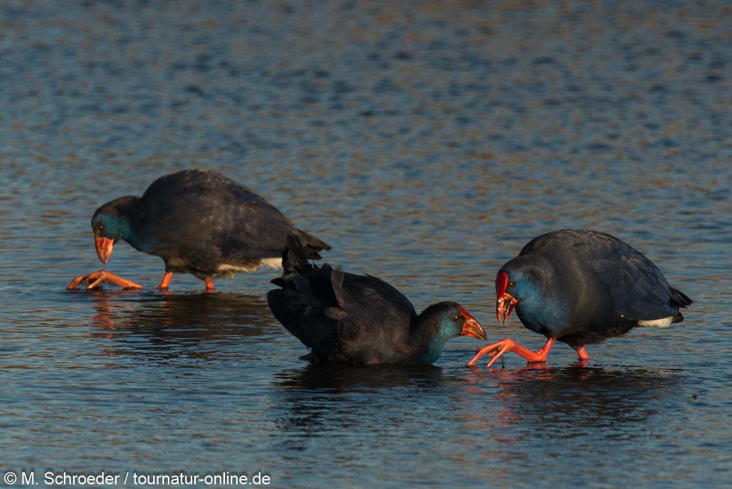 Purpurhuhn - western swamphen (Porphyrio porphyrio) 