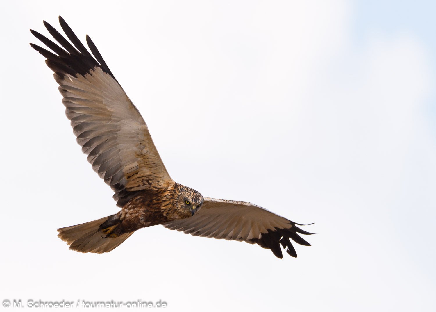 männliche Rohrweihe - western marsh harrier (Circus aeruginosus), male