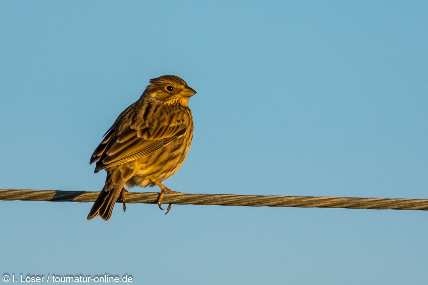 Grauammer - corn bunting (Emberiza calandra)