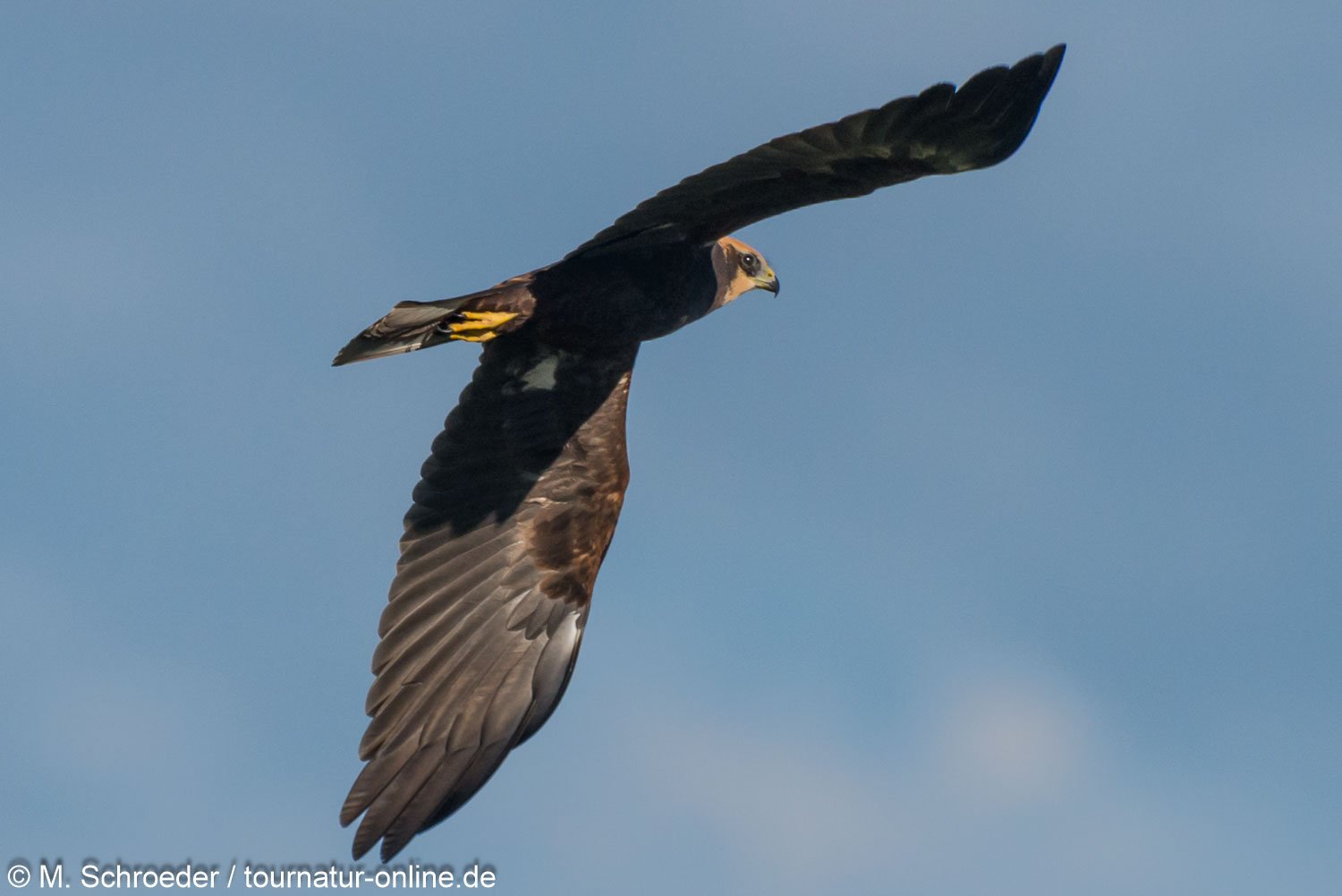 weibl. Rohrweihe - western marsh harrier (Circus aeruginosus), female