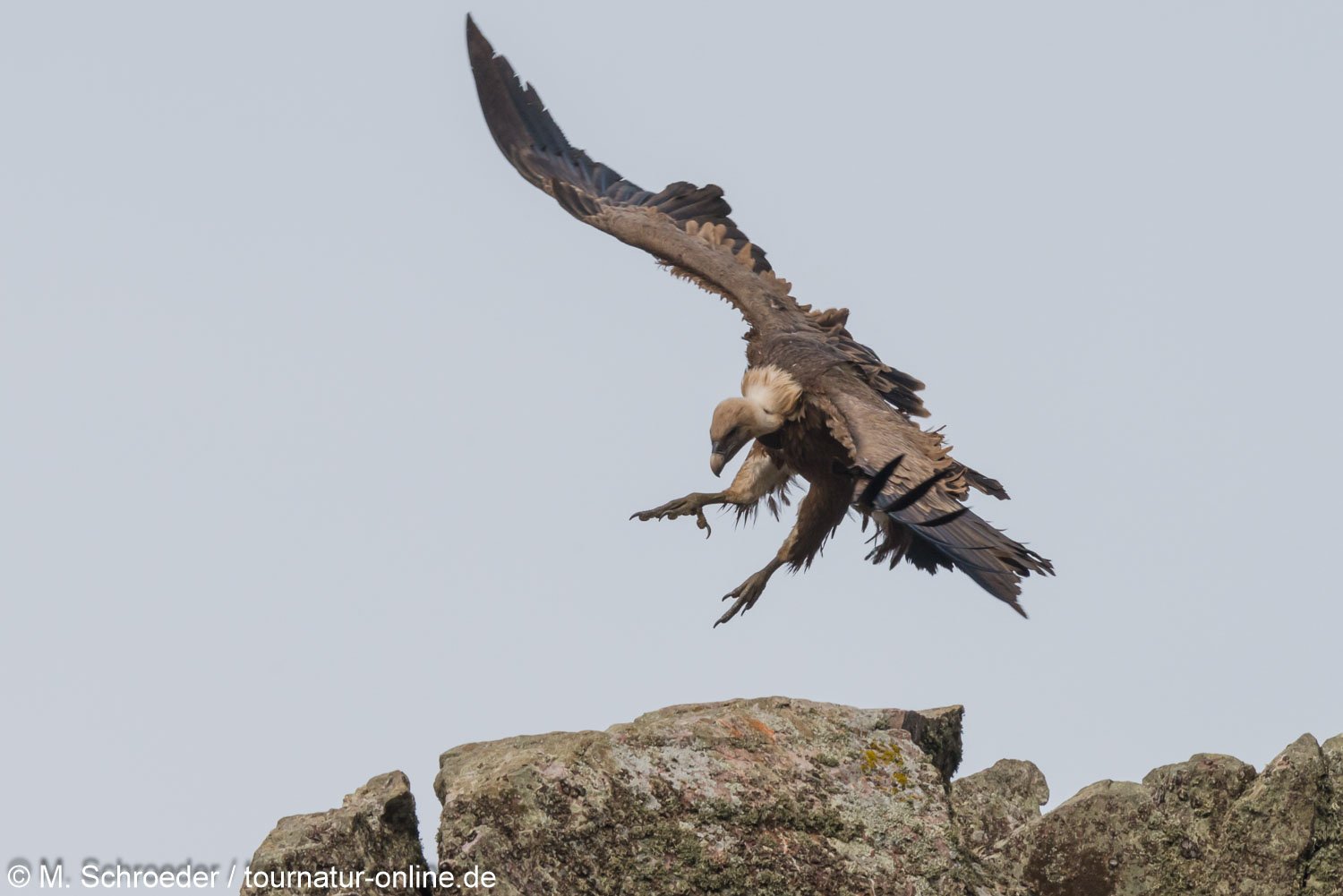 Gänsegeier in der Extremadura - griffon vulture (Gyps fulvus)