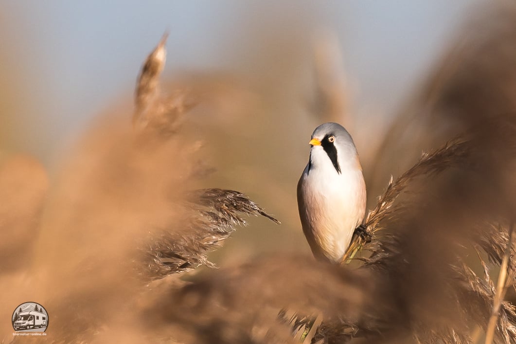 Der Federsee bei Bad Buchau / Oberschwaben